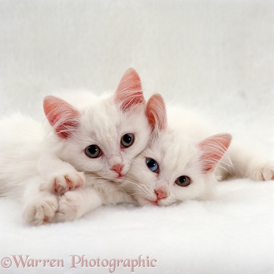 Two white Persian-cross kittens, one with odd coloured eyes, white background