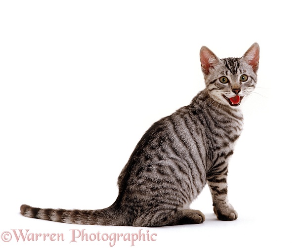 Silver Egyptian Mau-cross kitten, 14 weeks old, panting, white background