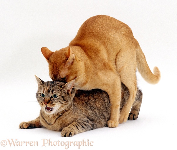Red Burmese male cat Ozzie mating with female tabby Dainty, white background