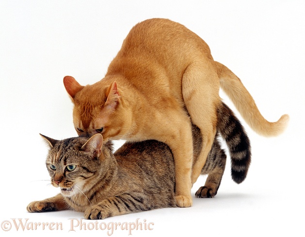 Red Burmese male cat Ozzie holds female tabby Dainty by the scruff of her neck while mating, mating sequence 5/7, white background