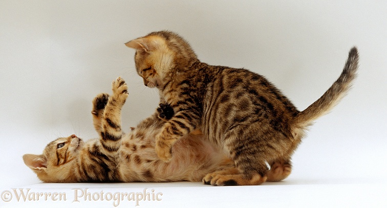 Bengal kittens, Lima and Oosha, 11 weeks old, playing together, white background