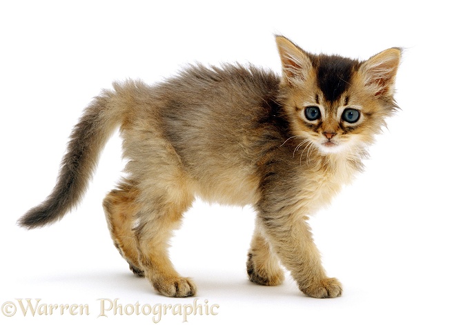 Usual Abyssinian kitten, 7 weeks old, white background