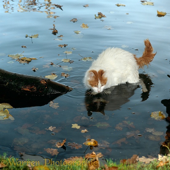Turkish Van female cat, Mussy, paddling in lake