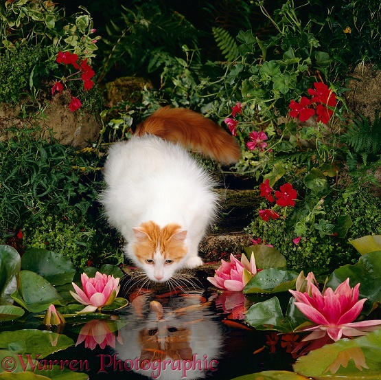 Turkish Van female cat Mussy watching goldfish in garden pond