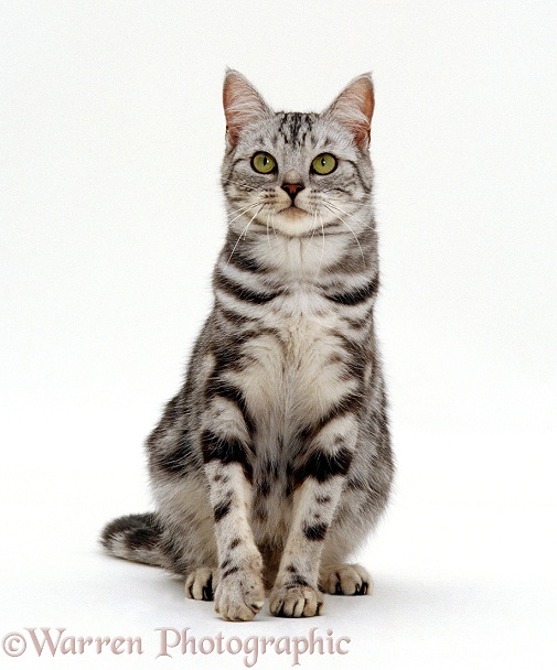 Silver tabby cat Zelda, white background