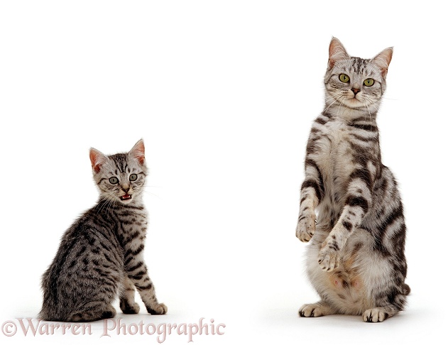 Silver tabby British shorthair mother cat Zelda and her kitten Zap, white background