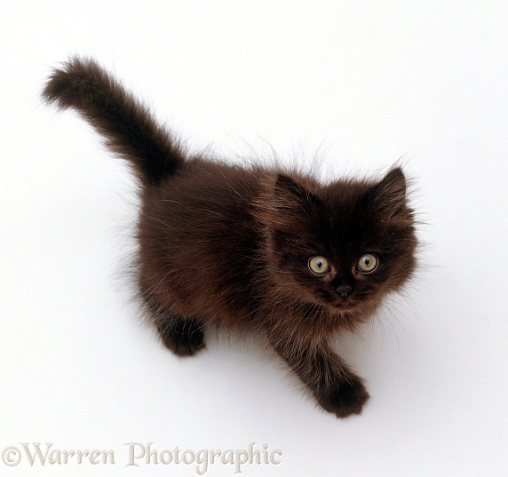 Chocolate fluffy kitten looking up, viewed from above, white background