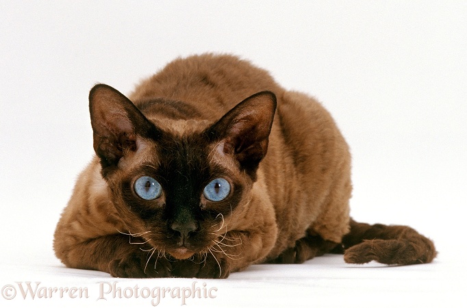 Seal-point Devon Siamese-Rex cat lying with chin on paws, white background