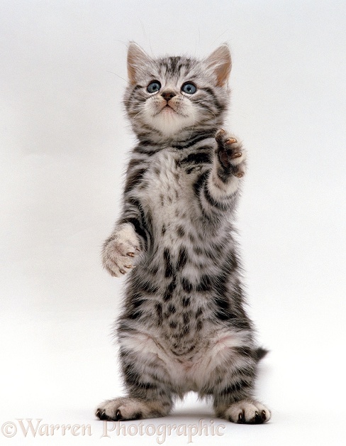 Silver tabby kitten standing on hind legs, white background