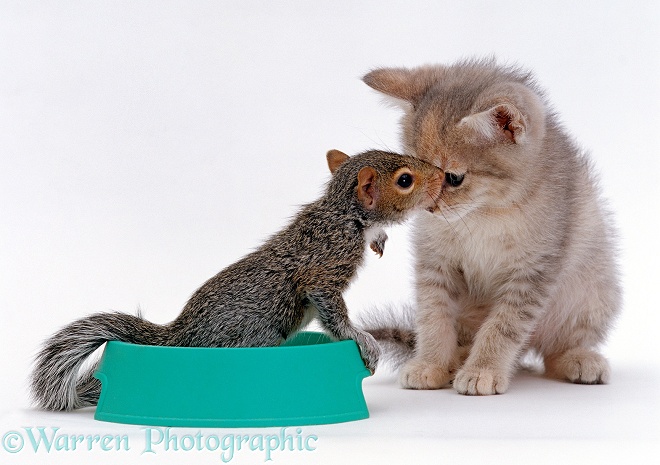 Baby Grey Squirrel sitting in grey kitten's food bowl and sniffing the kitten's face, white background