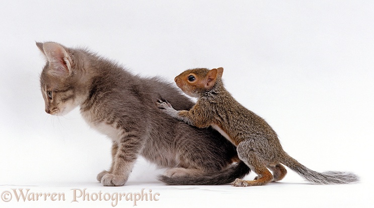 Baby Grey Squirrel climbing on grey kitten's back, white background