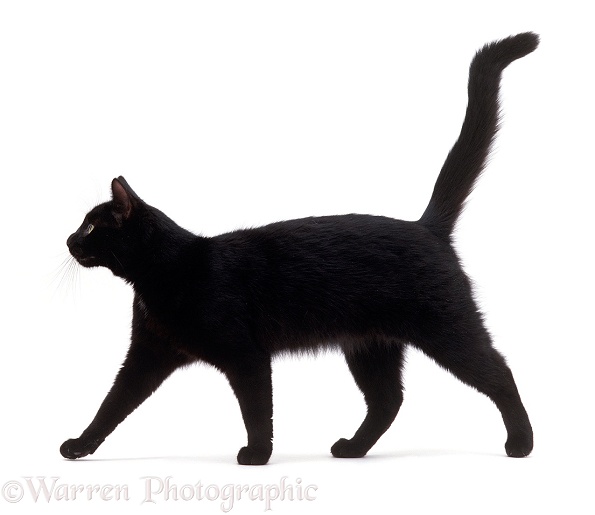 Black cat, Rosie, walking profile, white background