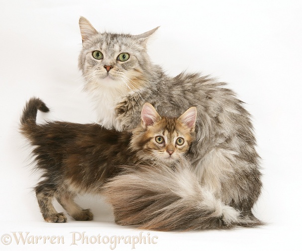 Maine Coon mother cat, Bambi, and her brown tabby kitten, white background