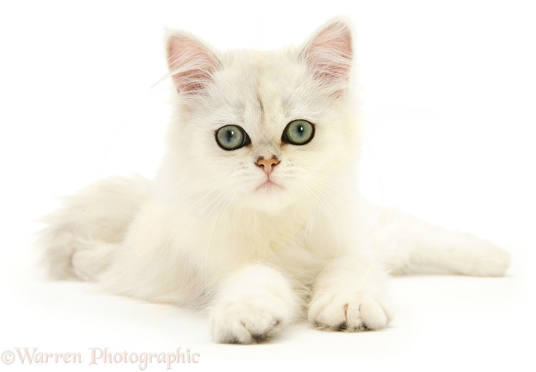 Chinchilla cat, white background