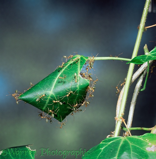 Green Tree Ants (Oecophylla smaragdina) rolling a leaf to create their nest.  Australia