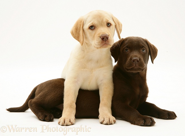 Yellow and Chocolate Retriever pups, white background