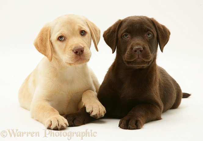 Yellow and Chocolate Labrador Retriever pups, white background