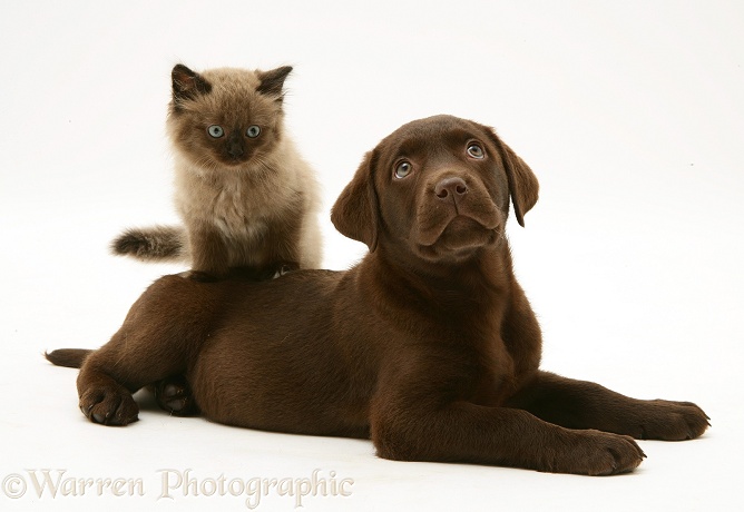 Chocolate Labrador Retriever pup, Mocha, with chocolate Birman-cross kitten, white background