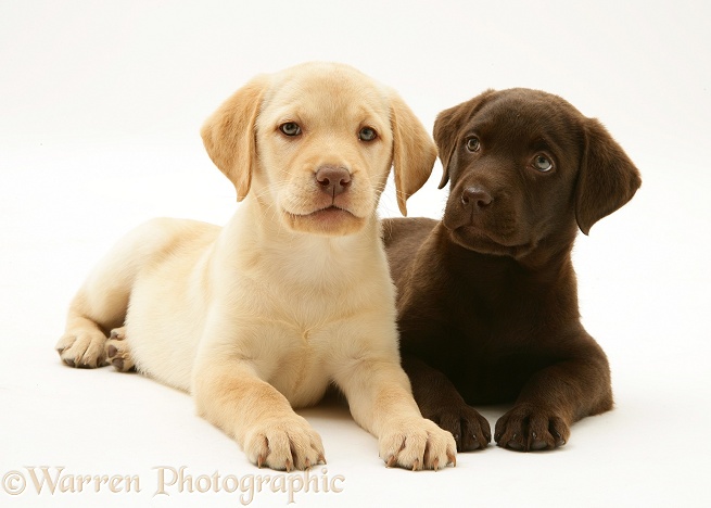 Yellow and Chocolate Retriever pups, white background
