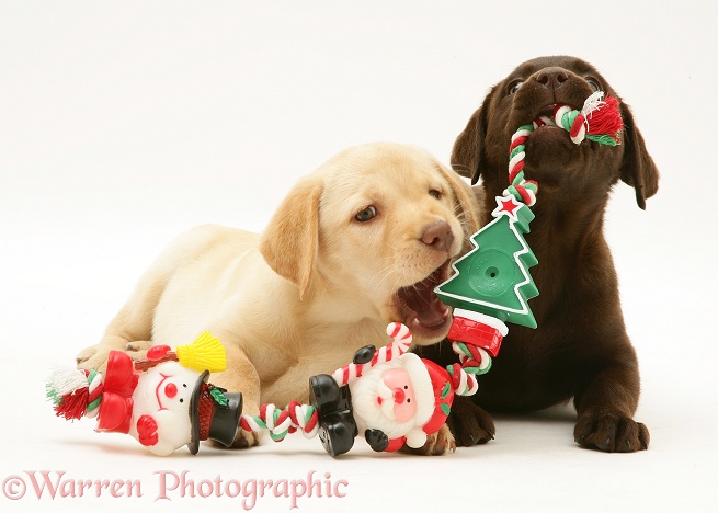 Yellow and Chocolate Retriever pups chewing Christmas decorations, white background