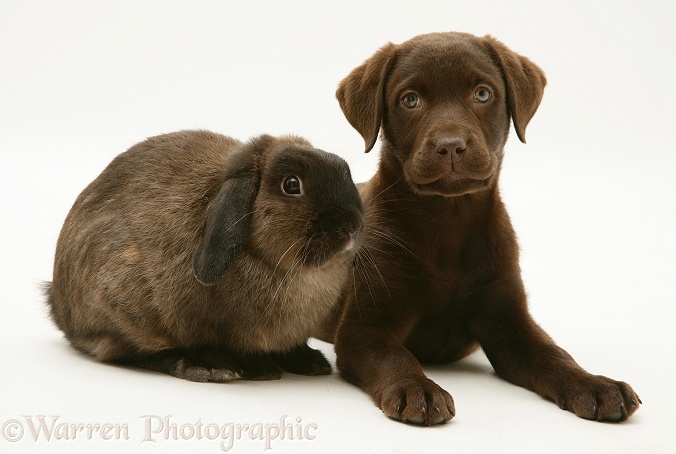 Chocolate Labrador Retriever pup with chocolate Lop rabbit, white background