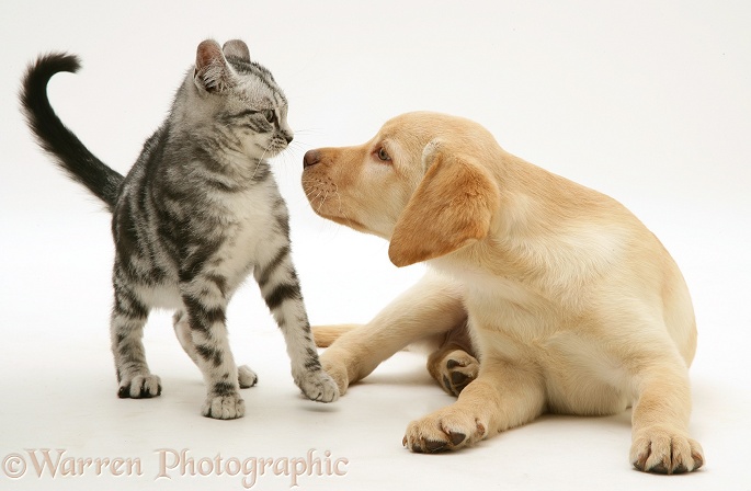 Yellow Labrador Retriever pup with silver tabby kitten, white background