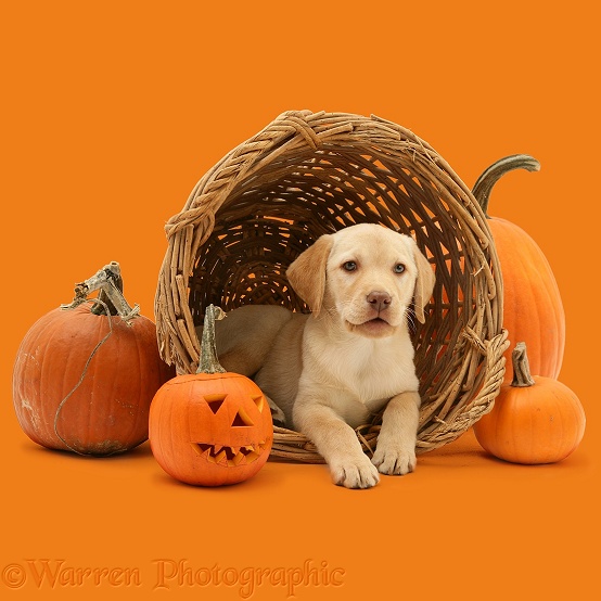 Yellow Labrador Retriever pup with wicker basket and pumpkins at Halloween, white background