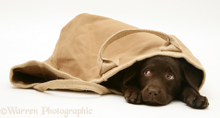 Chocolate Retriever pup in a cloth bag, white background