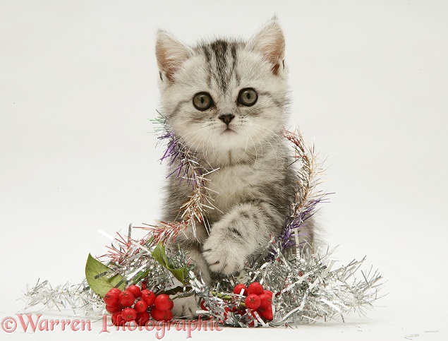 Silver tabby kitten with silver tinsel and red berry decoration, white background