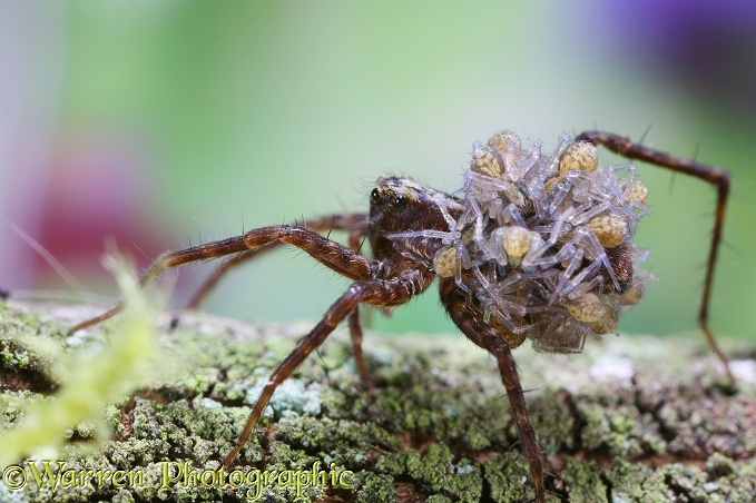 Meadow Spider (Lycosa amentata) female carrying her brood of spiderlings