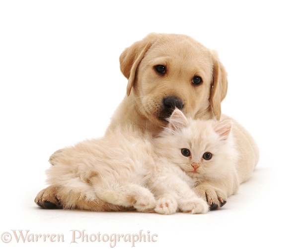 Yellow Labrador Retriever pup with fluffy cream kitten, both 7 weeks old, white background