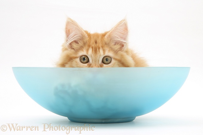 Ginger Maine Coon kitten hiding in a blue glass bowl, white background
