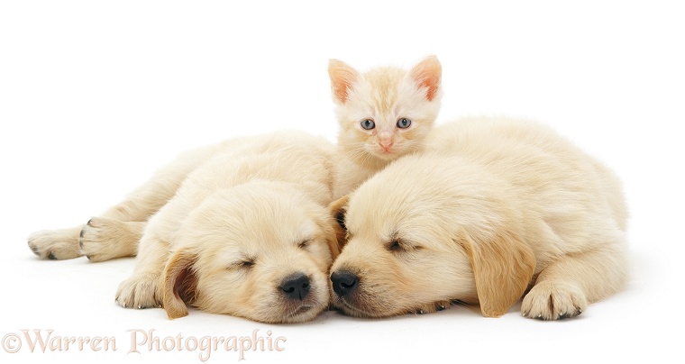 Two sleepy Golden Retriever pups with cream kitten, white background