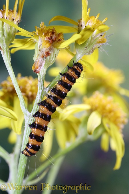 Cinnabar Moth (Tyria jacobaeae) caterpillar on Ragwort