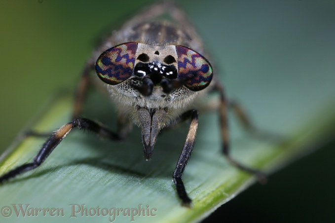 Horsefly or Cleg (Haematopota pluvialis) female showing eyes