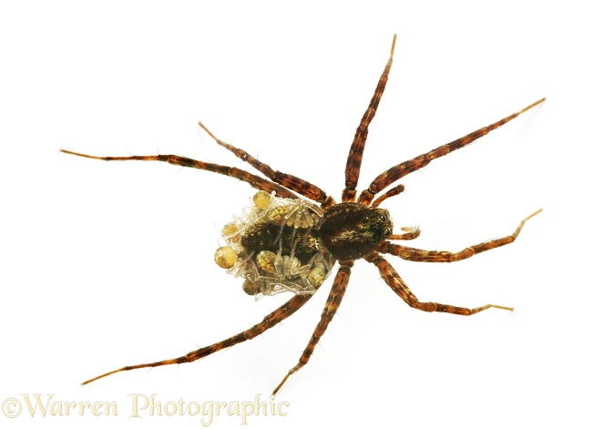 Meadow Spider (Lycosa amentata) female carrying spiderlings, white background