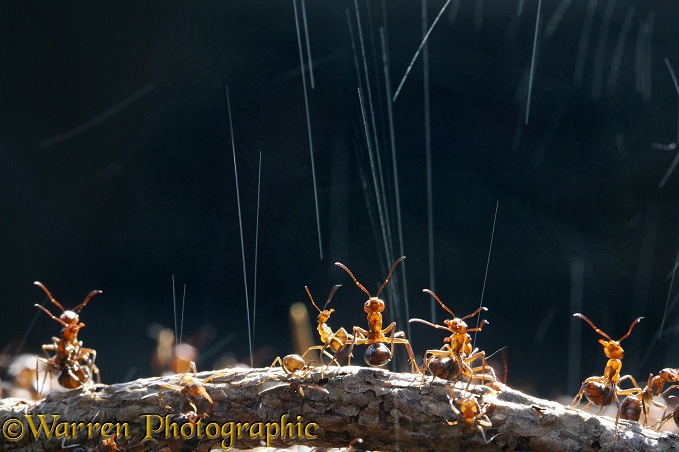 Wood Ant (Formica rufa) workers on top of their nest synchronise ejection of formic acid droplets to maximise deterrent effect on potential predator
