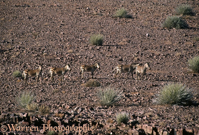 Hartmann's Mountain Zebra (Equus zebra hartmannae) small herd in arid mountain landscape, southern Namibia.  Southern Africa
