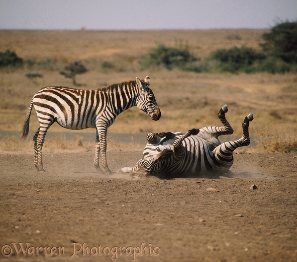Common Zebra (Equus burchelli) mare and foal at a salt lick, mare rolling in the dust.  Africa
