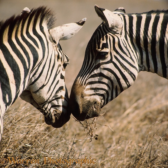 Common Zebra (Equus burchelli) stallions sniffing.  Africa