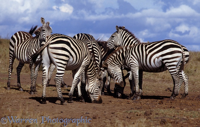 Common Zebras (Equus burchelli) savouring the earth at a salt lick.  Africa