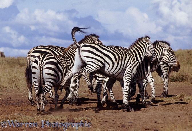 Common Zebras (Equus burchelli) showing aggressive interaction at a salt lick.  Africa