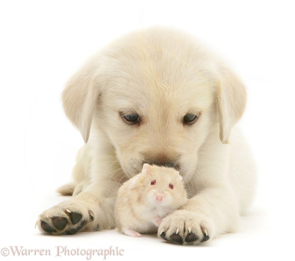 Retriever-cross pup with a hamster, white background