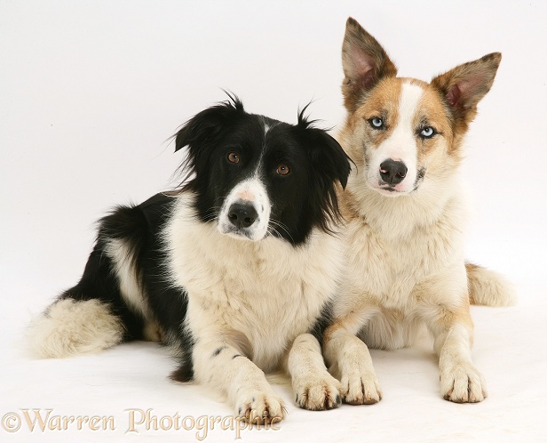Red merle Border Collie, Zeb, with black-and-white Border Collie, Phoebe, white background