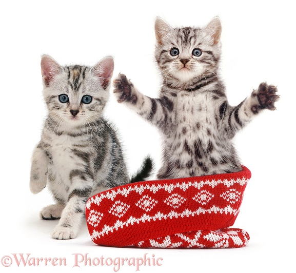 Silver tabby kittens in a woolly hat, white background