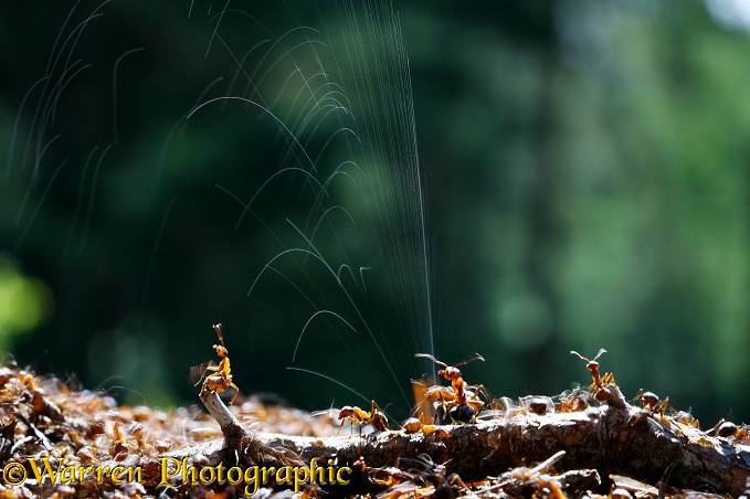 Wood Ants (Formica rufa) defending the nest by spraying formic acid