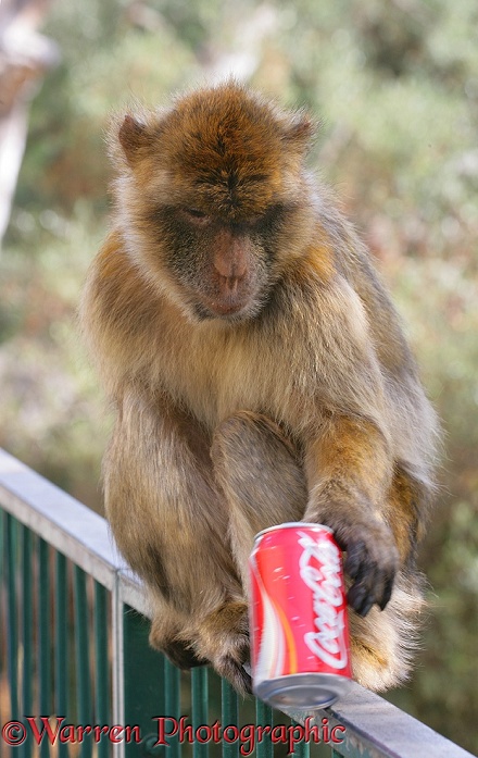 Gibraltar Barbary Macaque (Macaca sylvanus) with a can of Coke