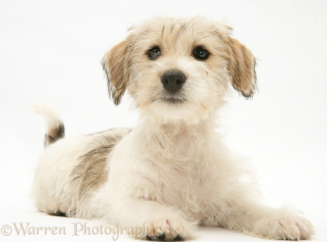 Mongrel puppy, Mutley, 11 weeks old, lying with head up, white background