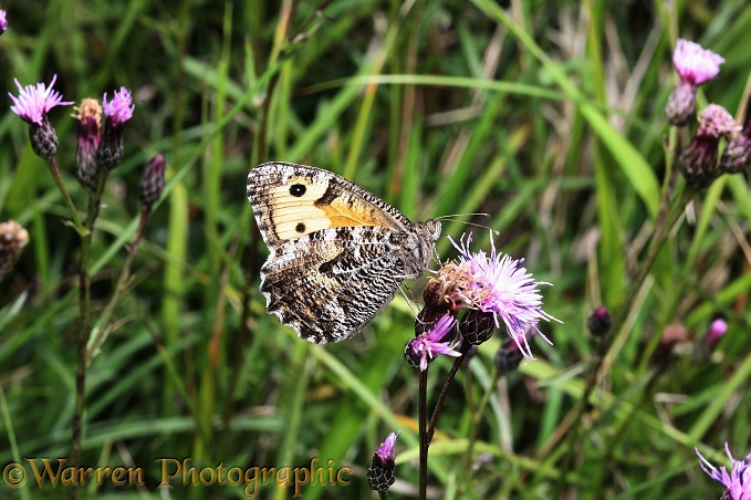 Grayling Butterfly (Hipparchia semele) feeding on Sawwort (Serratula tinctoria) on chalk downland.  Europe