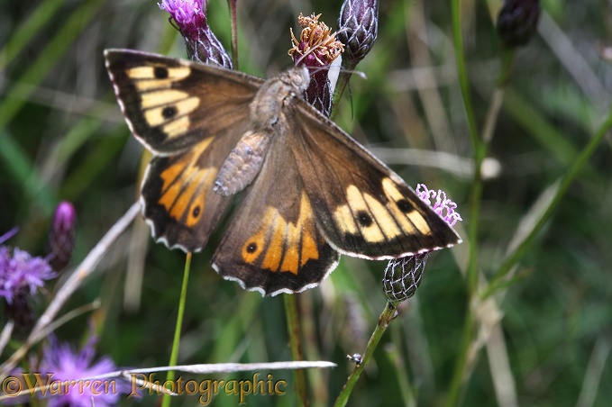 Grayling Butterfly (Hipparchia semele) taking off from Sawwort (Serratula tinctoria) on chalk downland.  View of upper side only seen when butterfly is in flight.  Europe